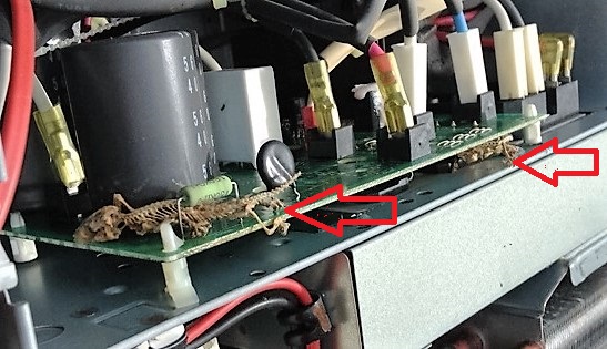 Dead gecko on PC boards | LCM Air Conditioning