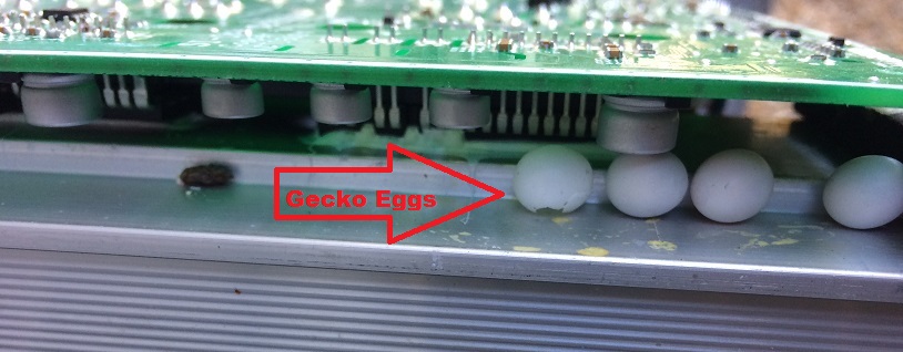 Gecko eggs in an air conditioner | LCM Air Conditioning